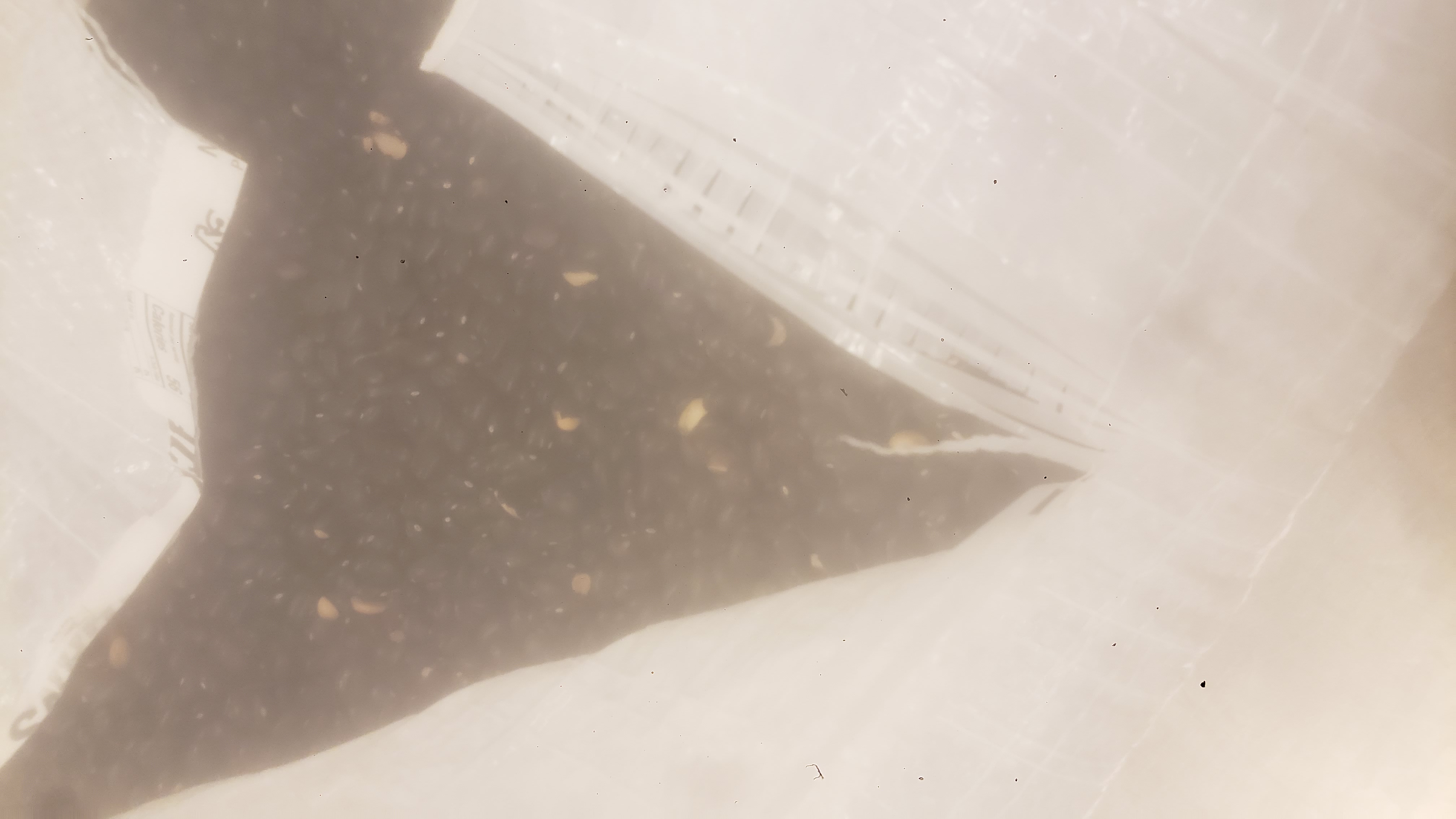 Giant bulk bag of black beans