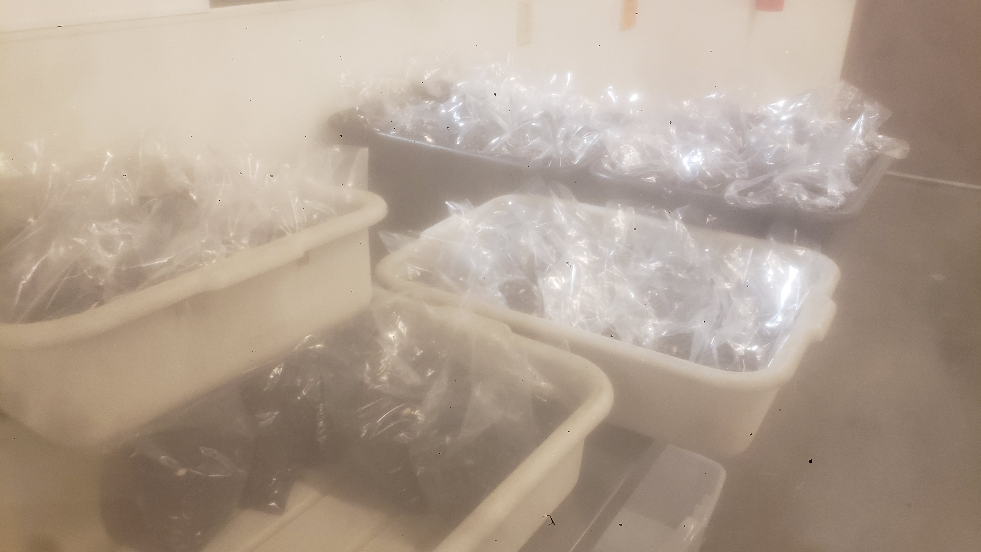 Sealed bags of black beans in tan or black tubs.