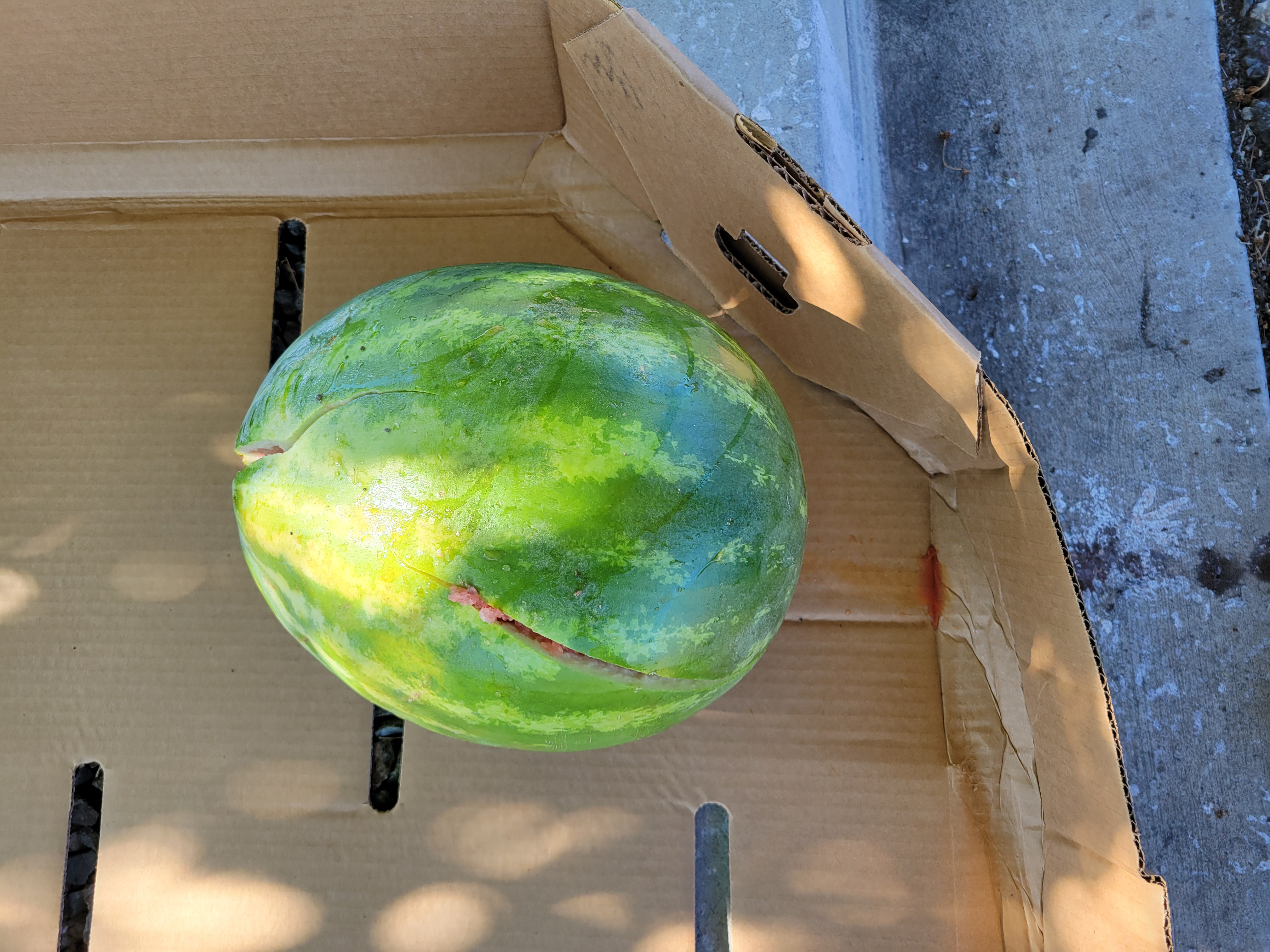 Split open in parts watermelon on the bottom of a cardboard container.