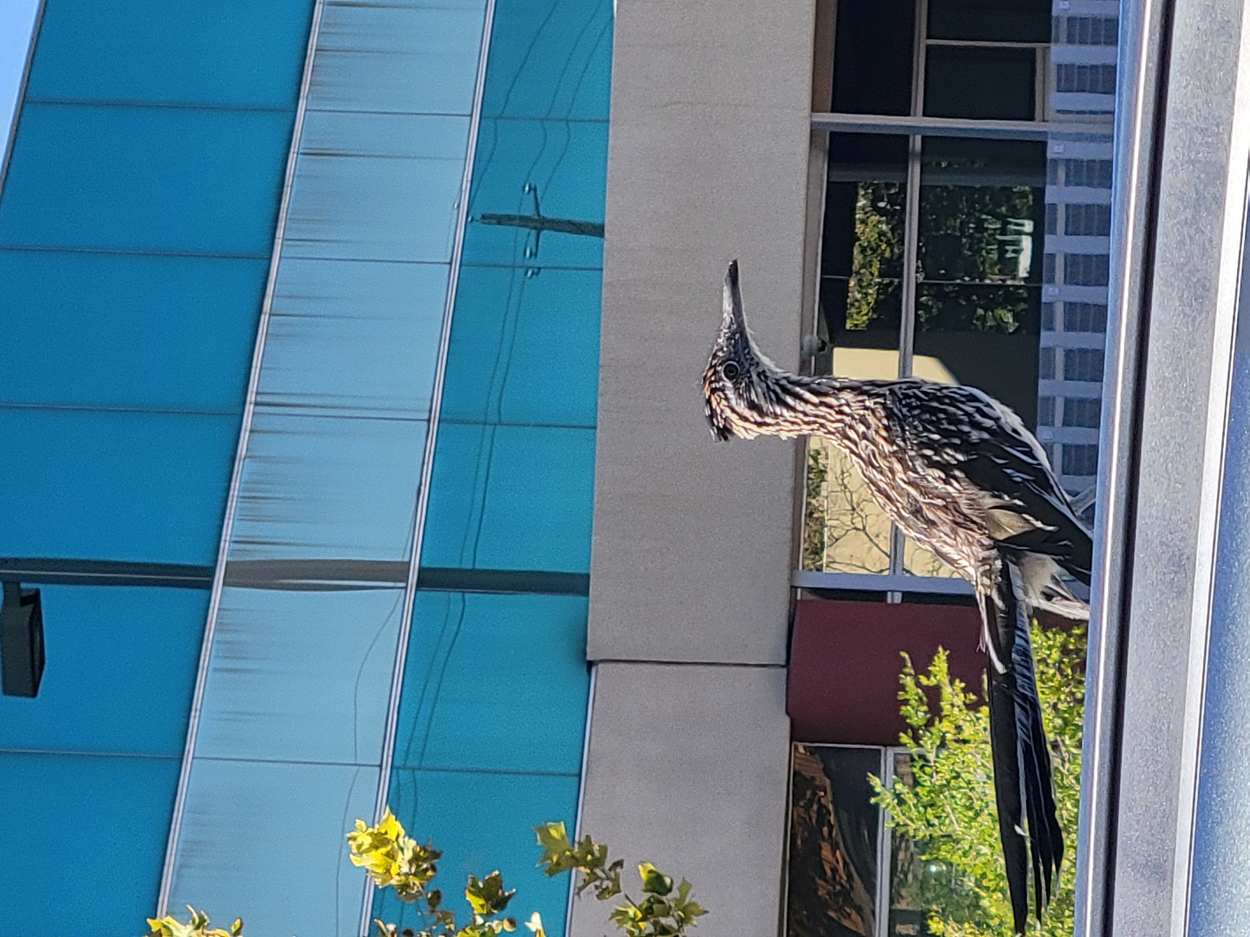 Roadrunner on top of a vehicle in front of a building.