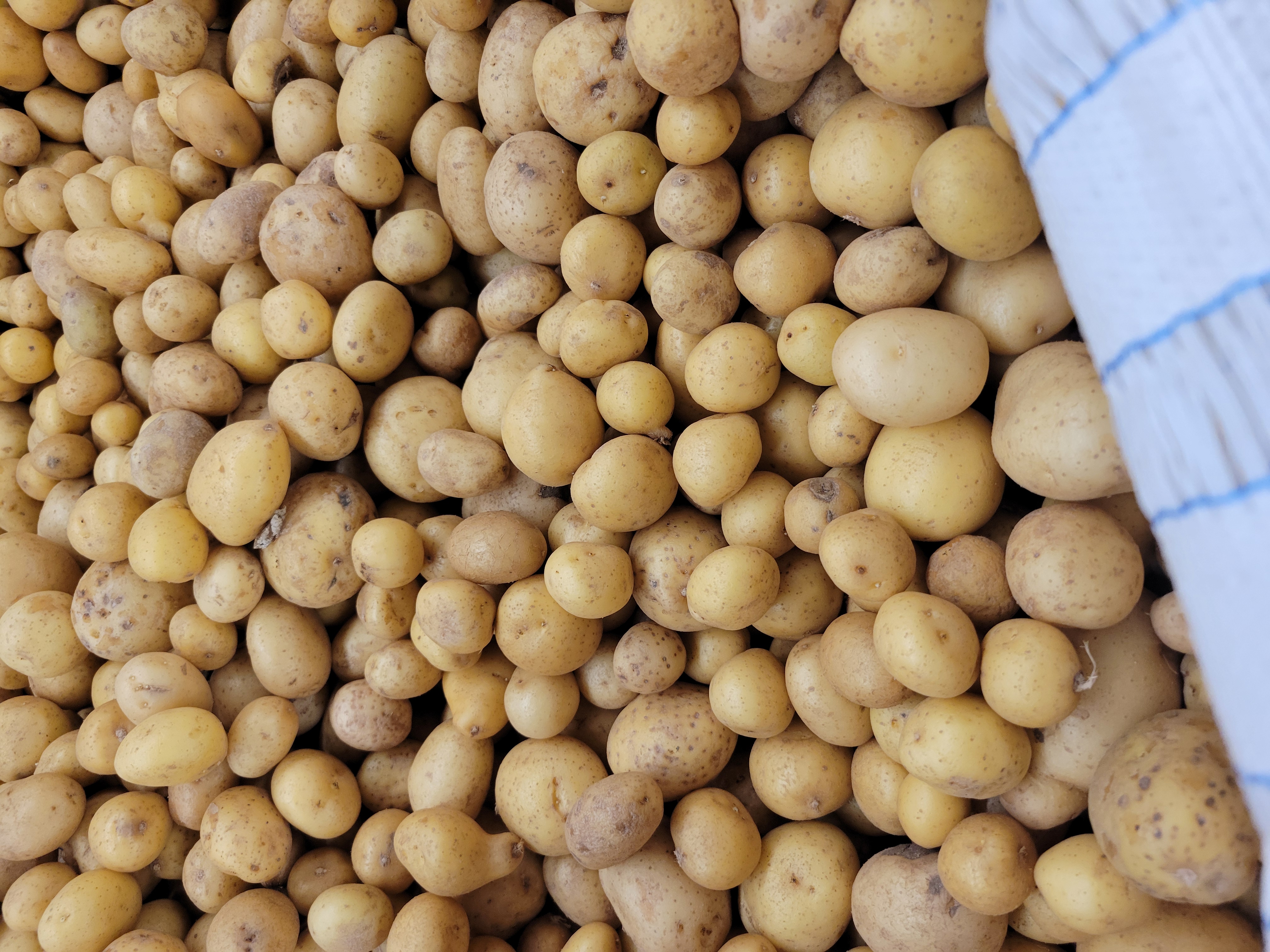 Bulk bag of mini potatoes.
