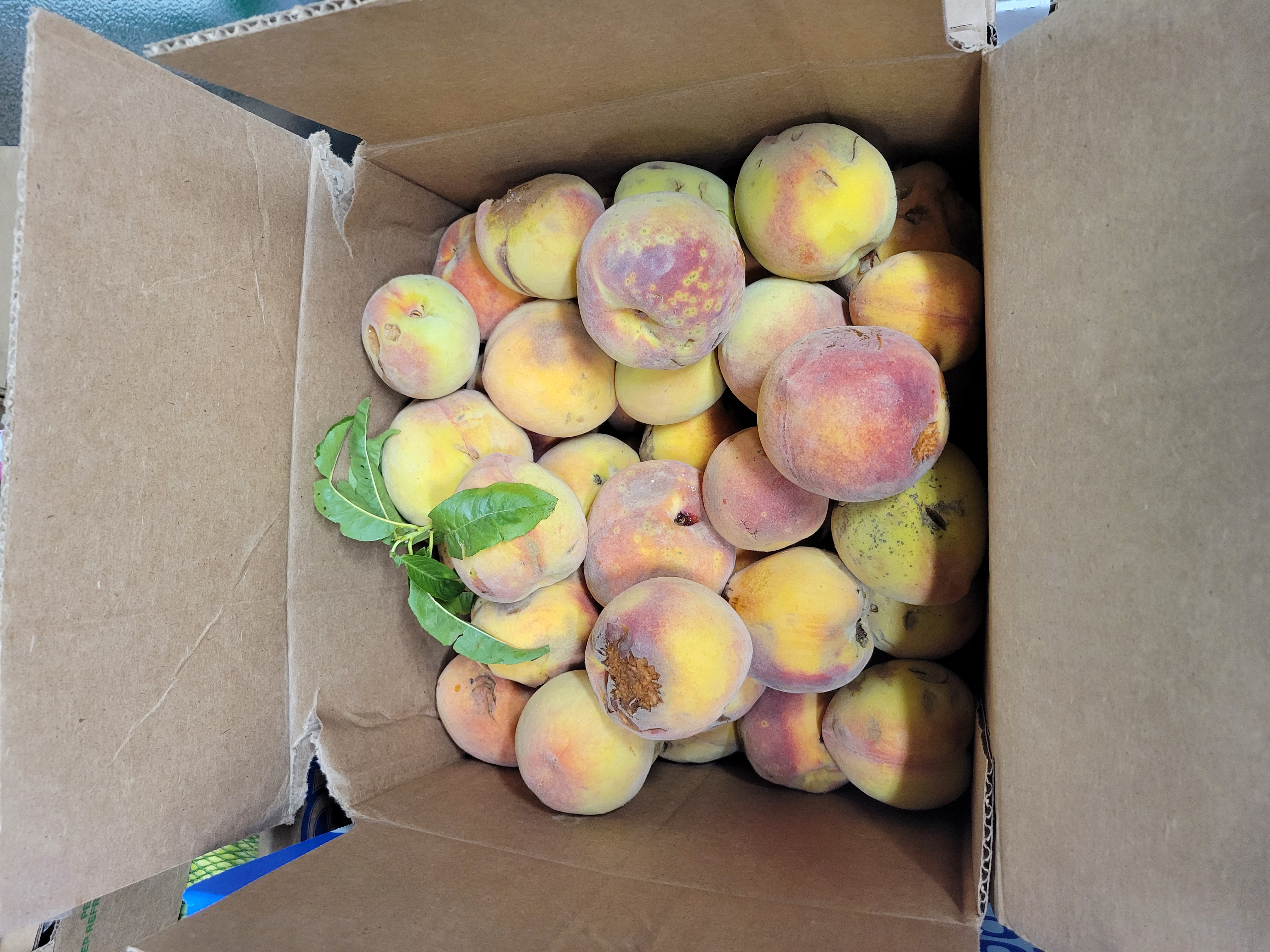 Cardboard box filled with peaches.