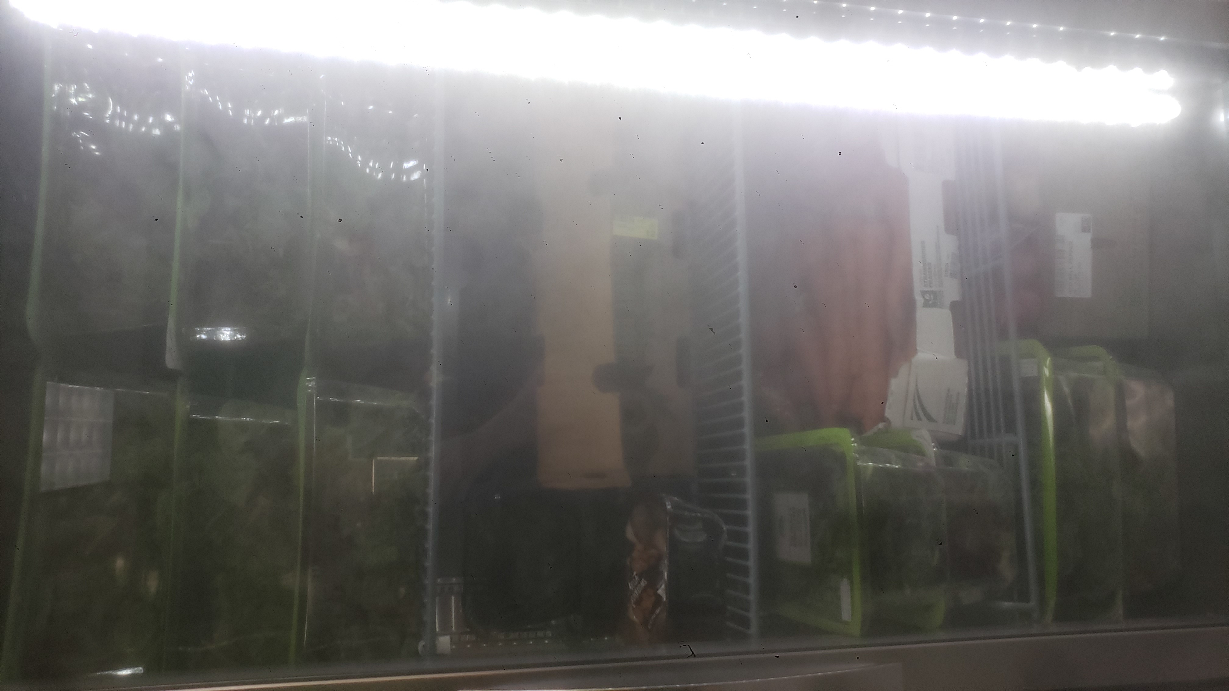 Containers of leafy greens, container of mushrooms, trays of carriors, and cardboard boxes on shelves of a fridge.