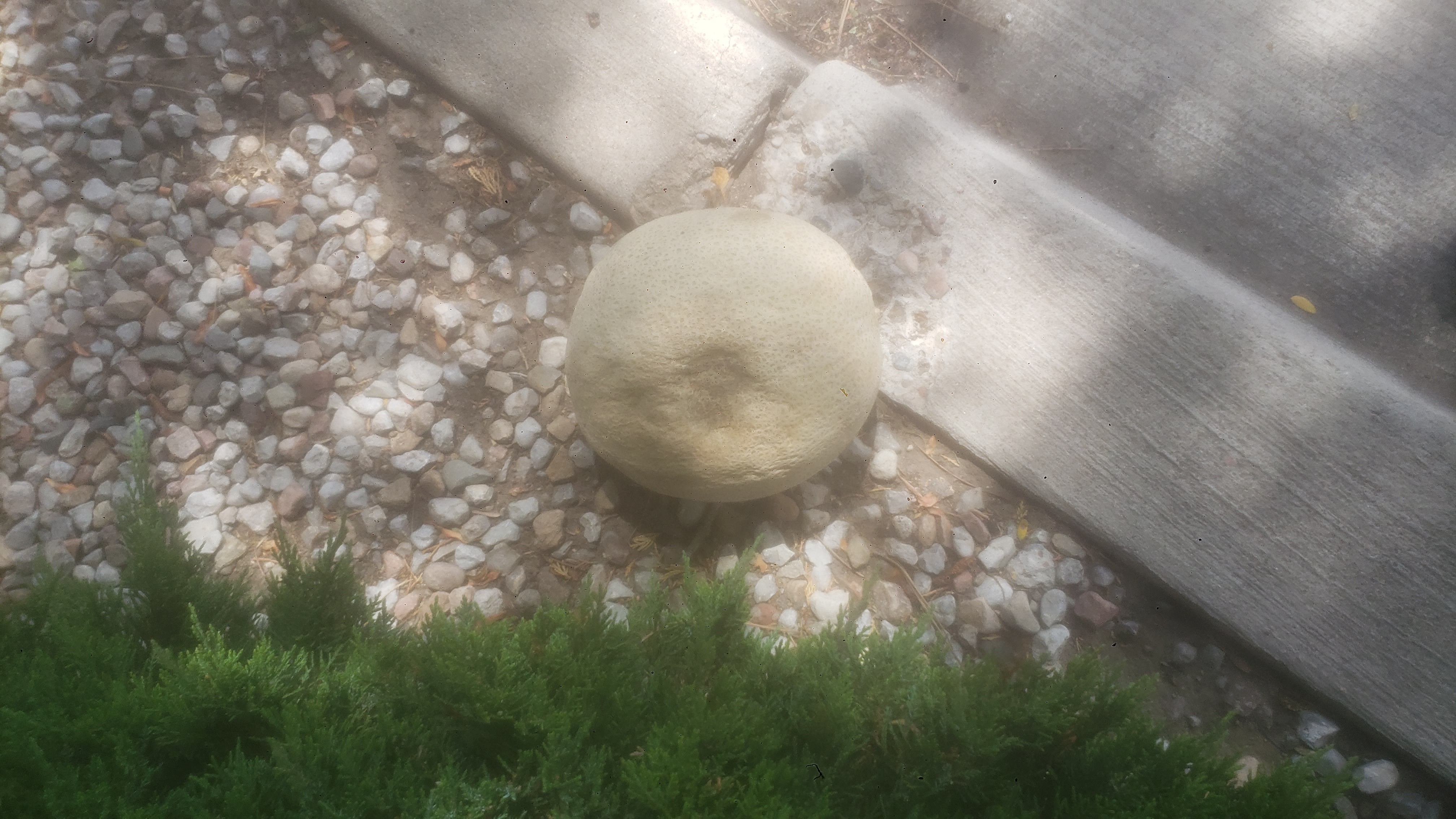 Bruised cantaloupe on a curb.