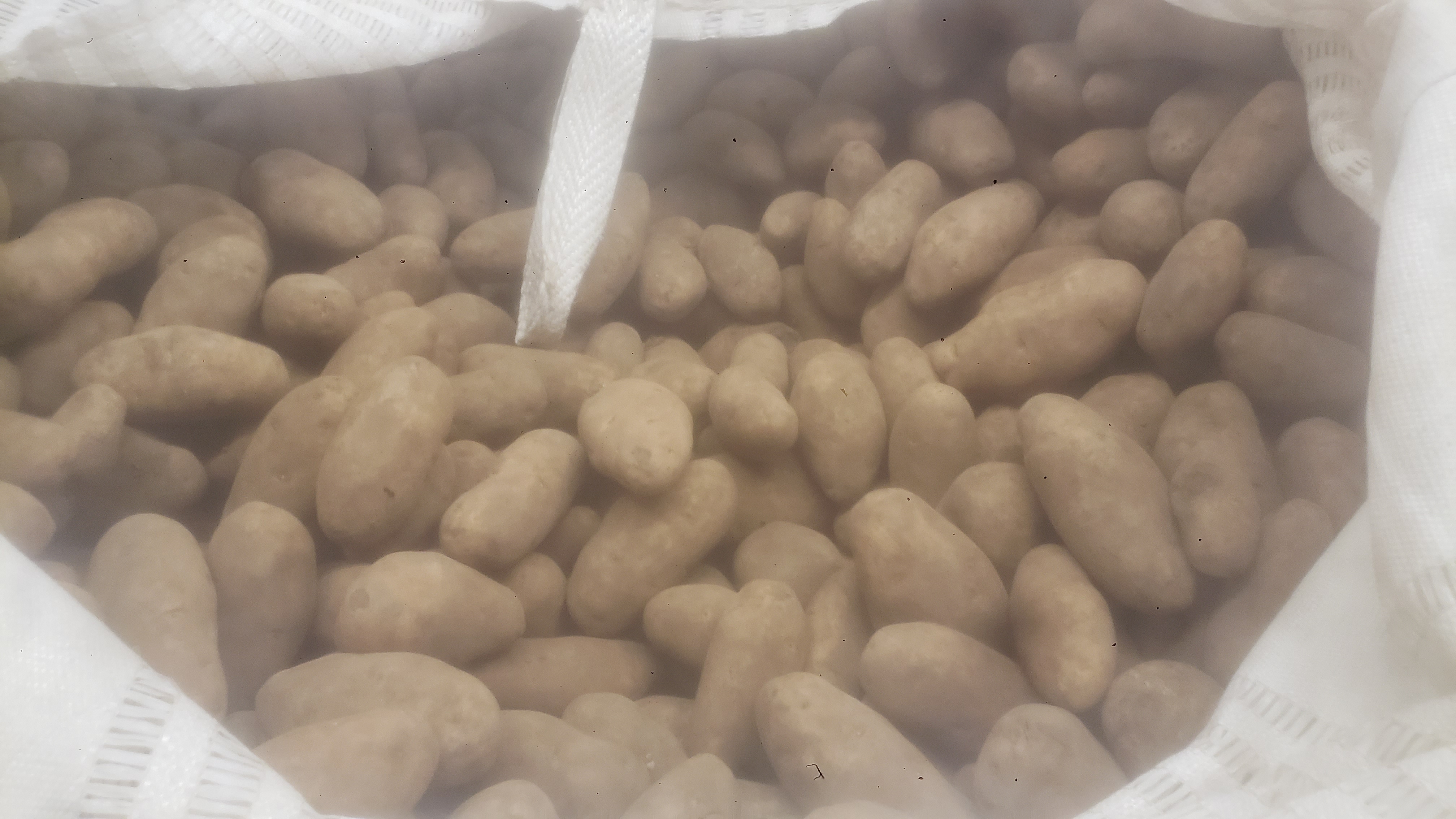 Bulk potatoes in a wbite bag.