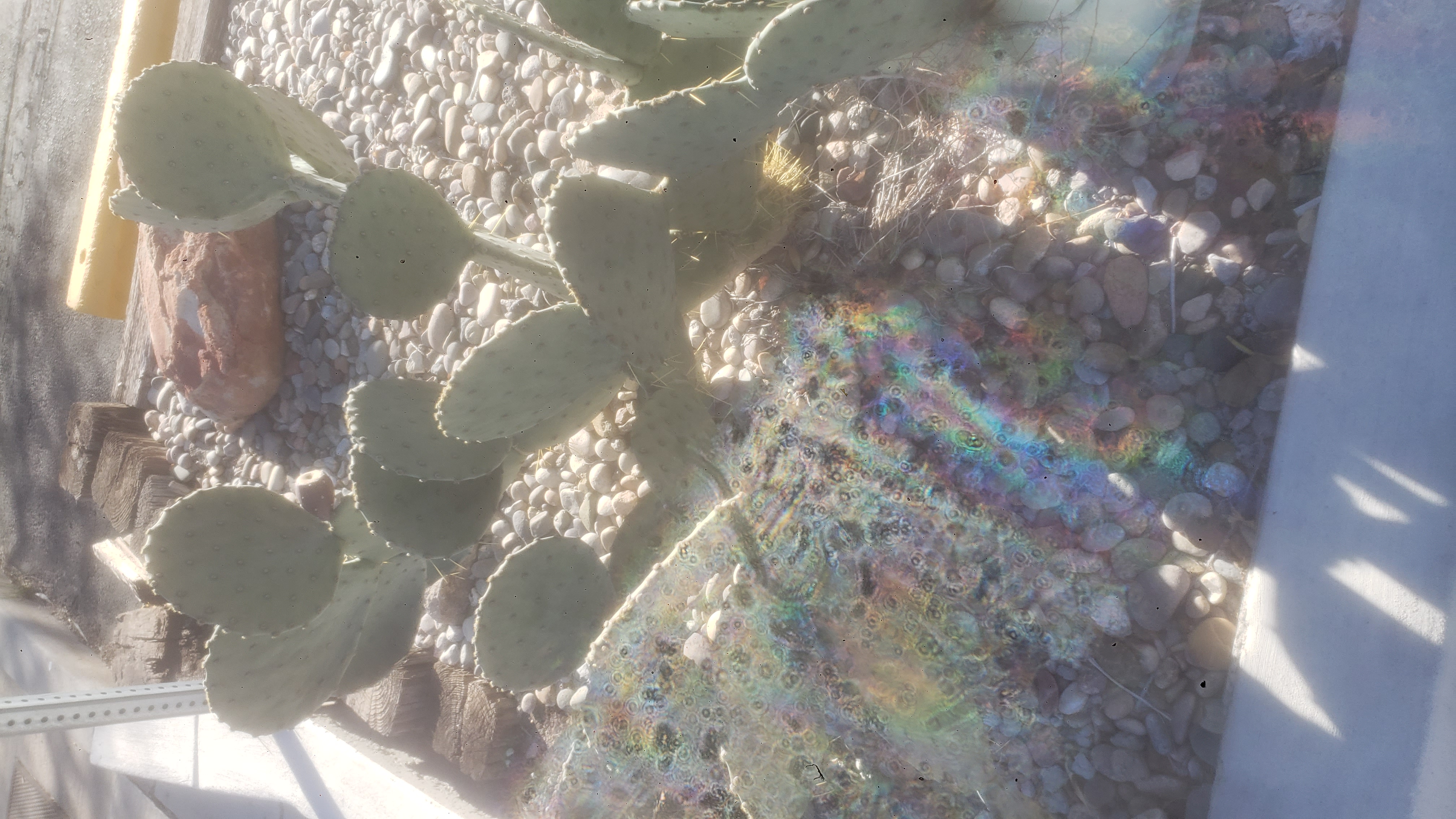 Prickly pear cactus.