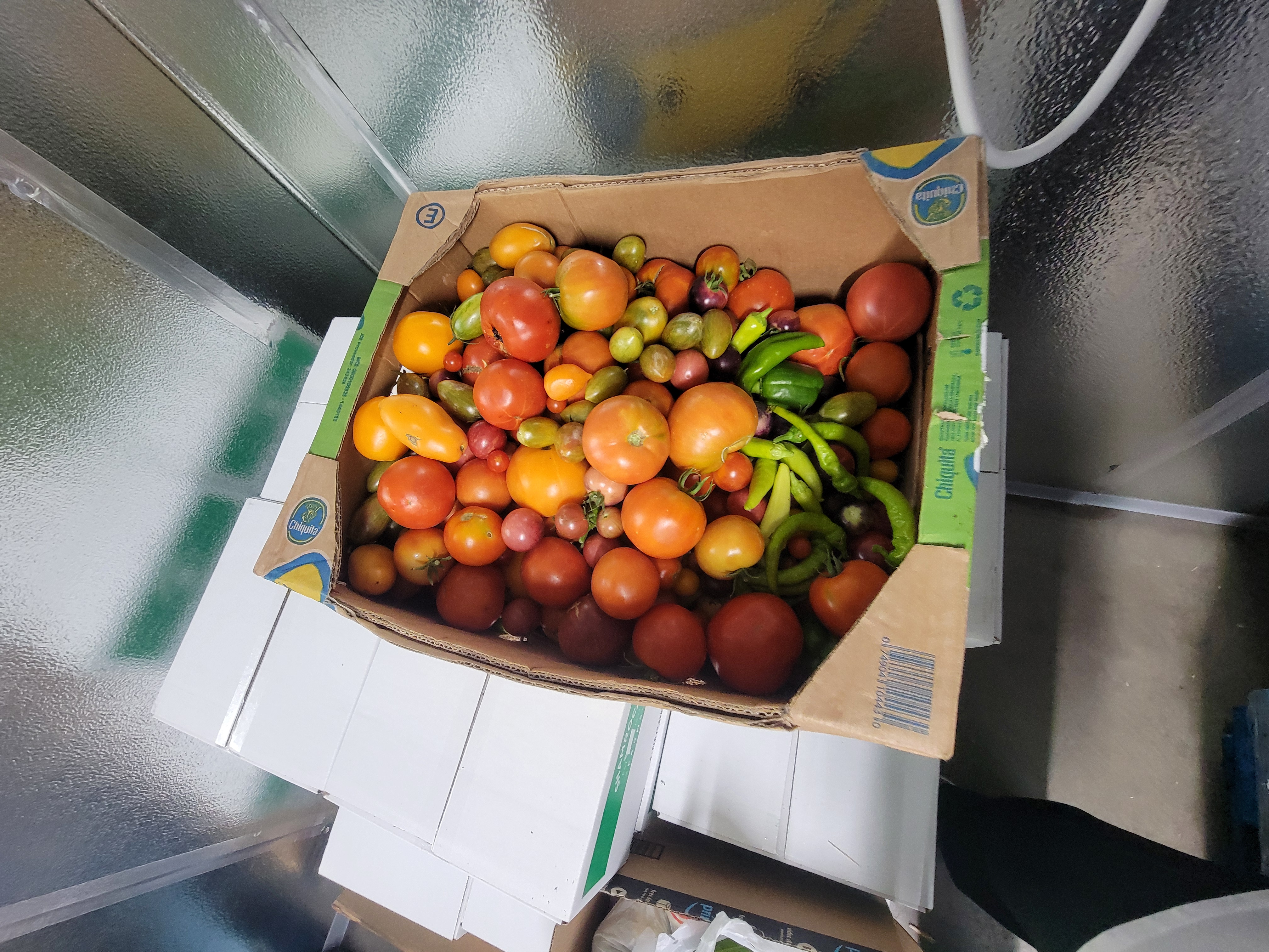Numerous heirloom tomatoes and chili peppers in a banana box.