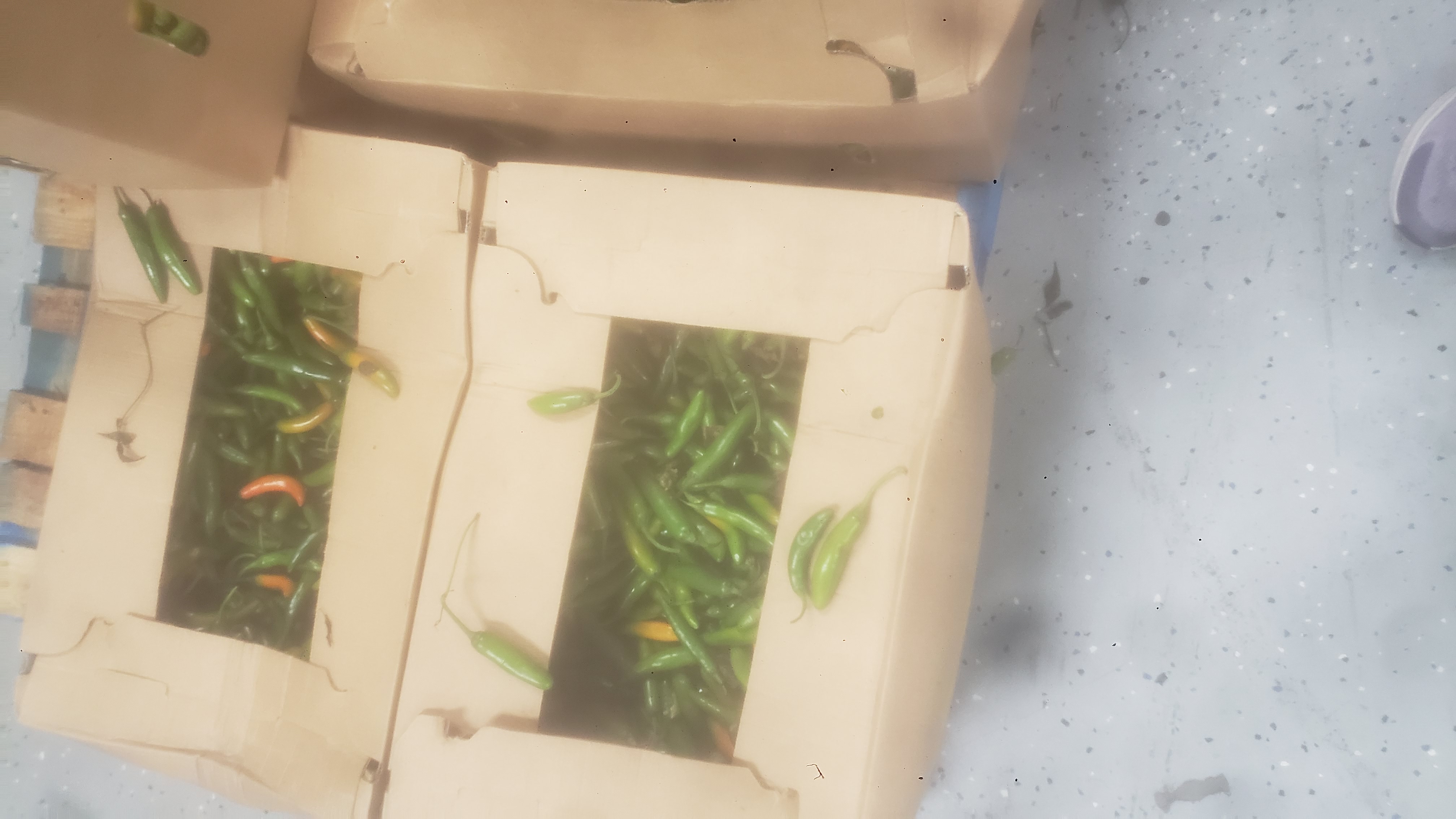Chili peppers in cardboard boxes.