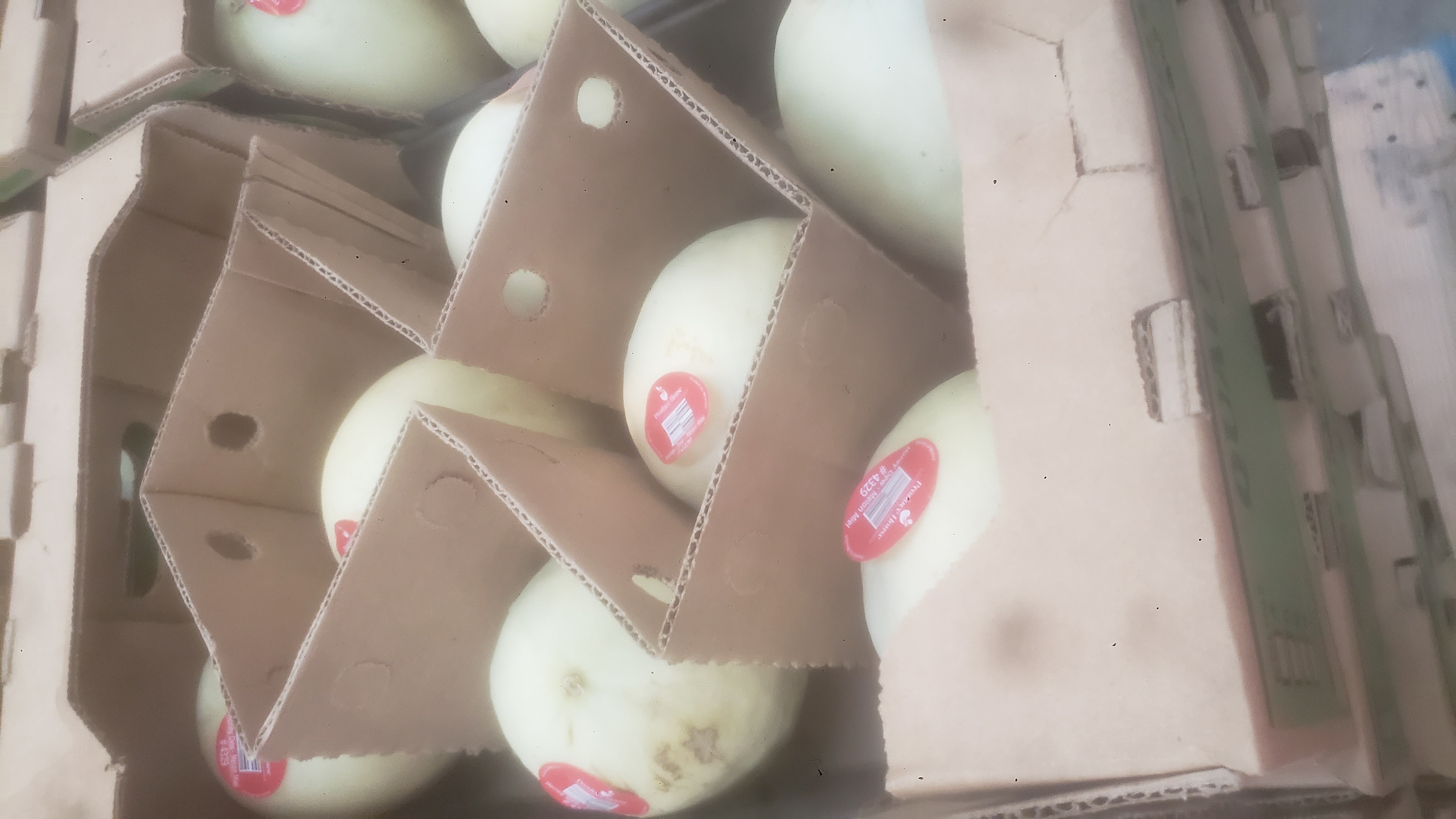 Honeydew melons in a cardboard trays.