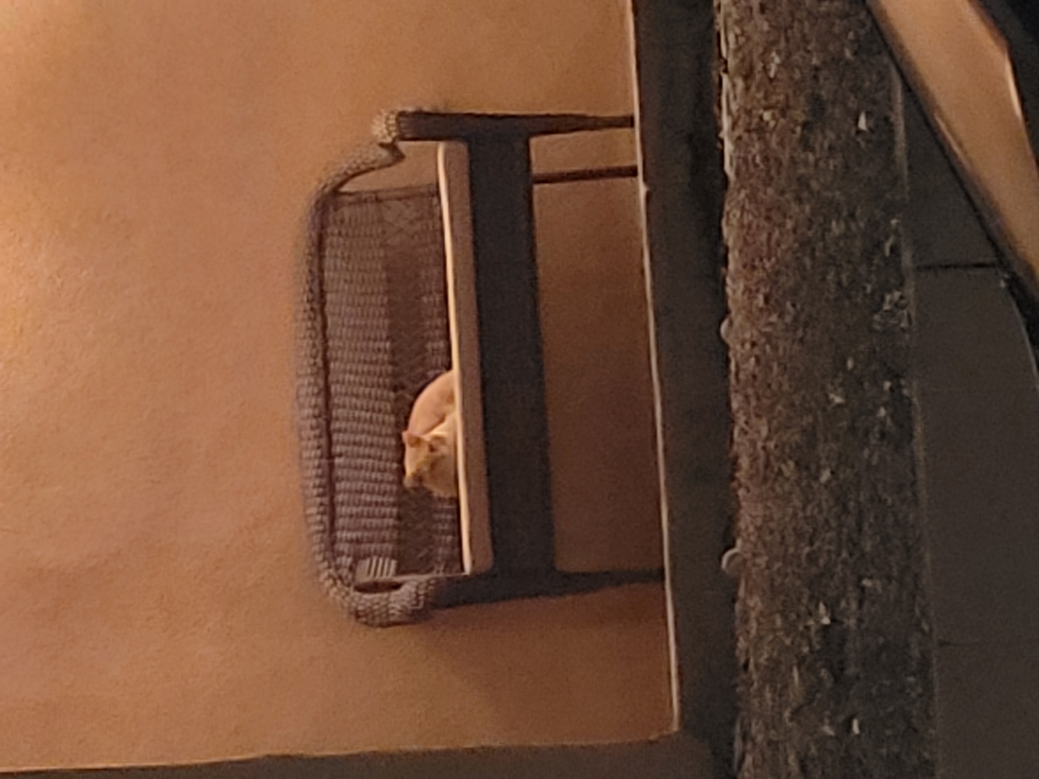 Yellow and white cat lays on bench.