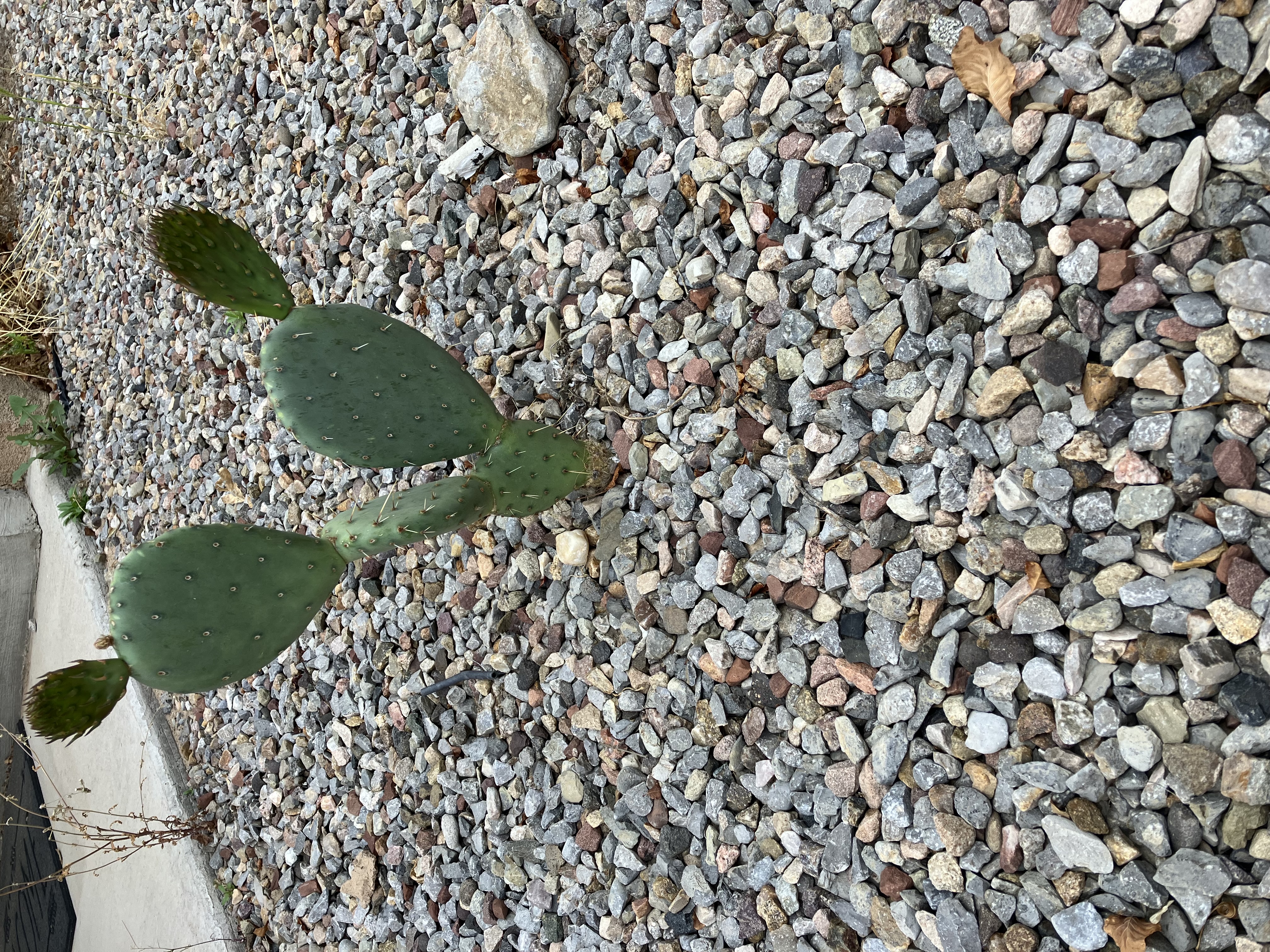 Prickly pear cactus growing from rocky ground.