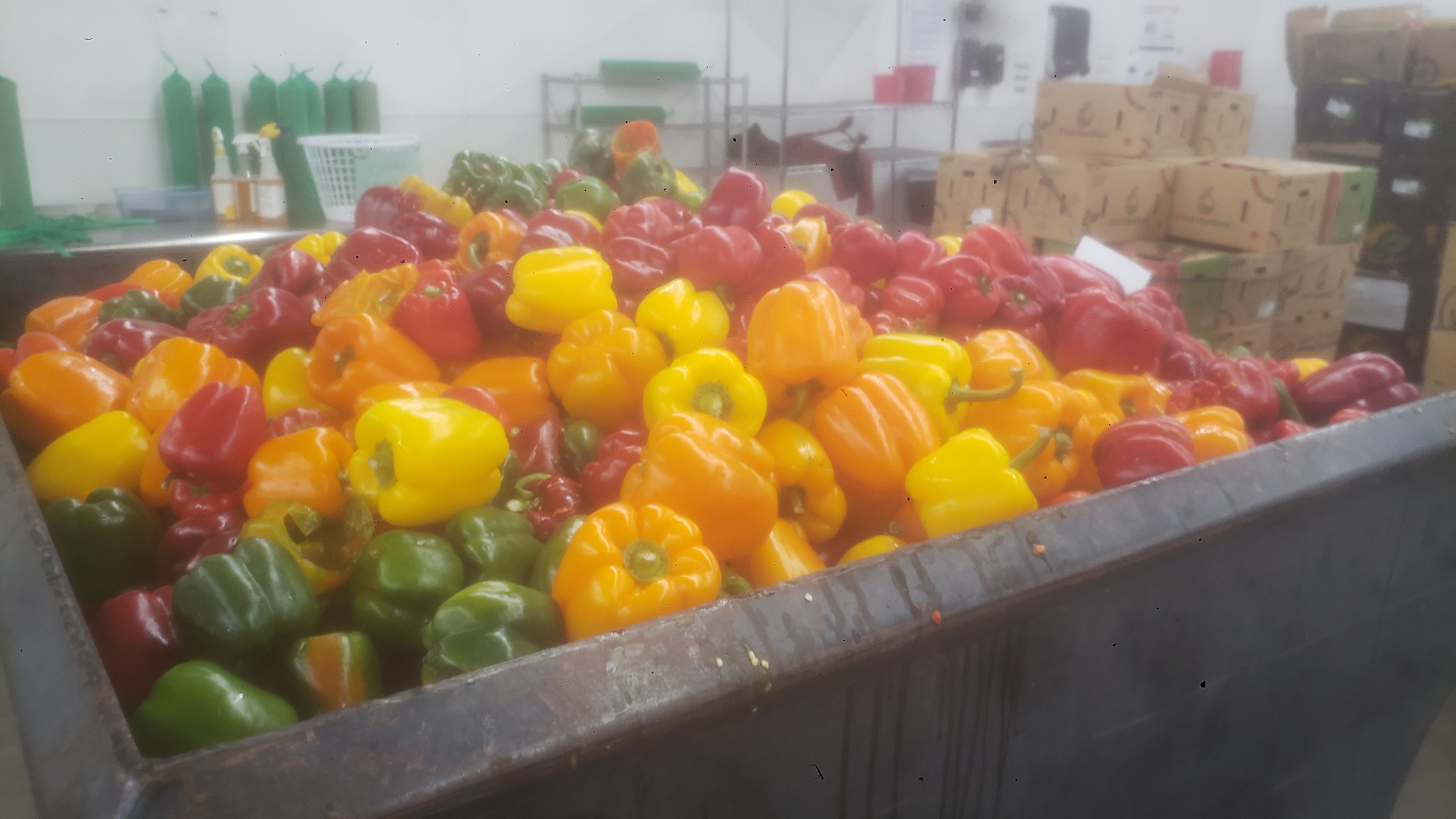 Trash dumpster full of bell peppers.