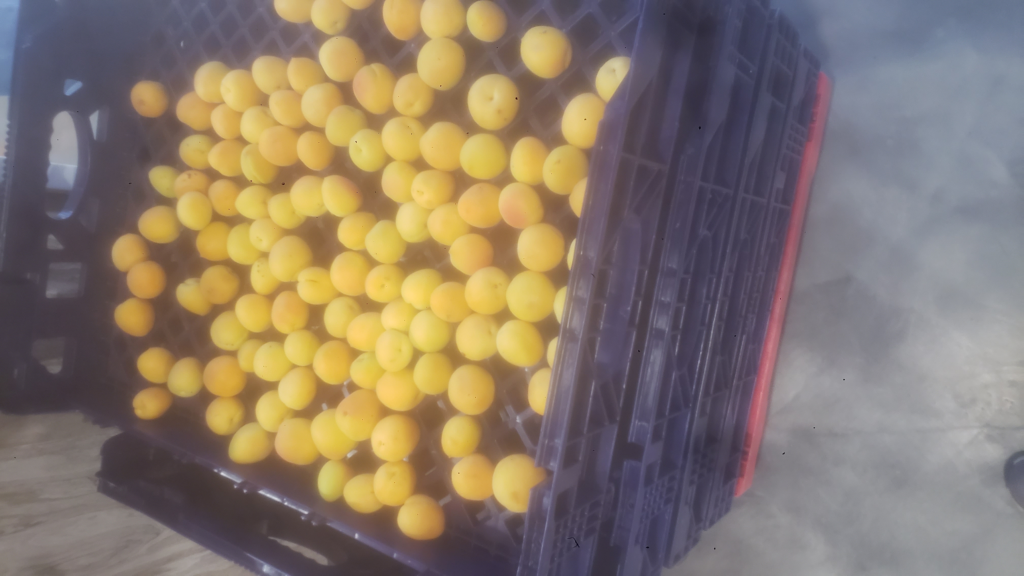 Apricots on bread racks.
