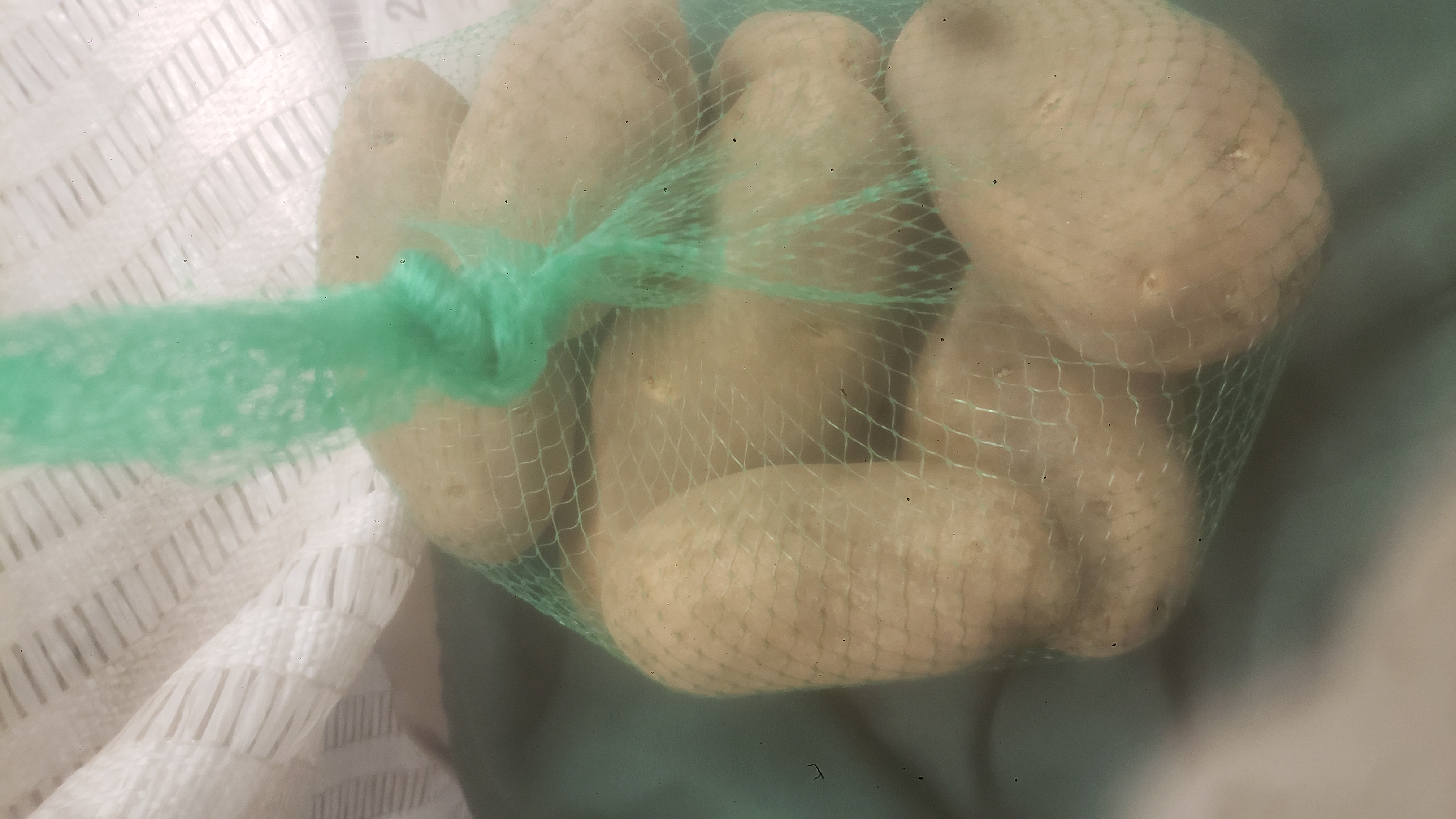 Potatoes in a green mesh bag.