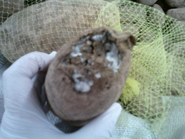 Potato with super moldy top.